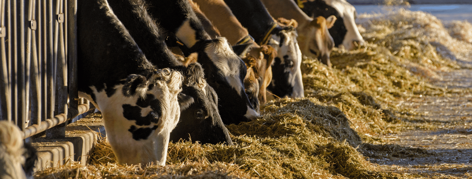 Livestock illustration